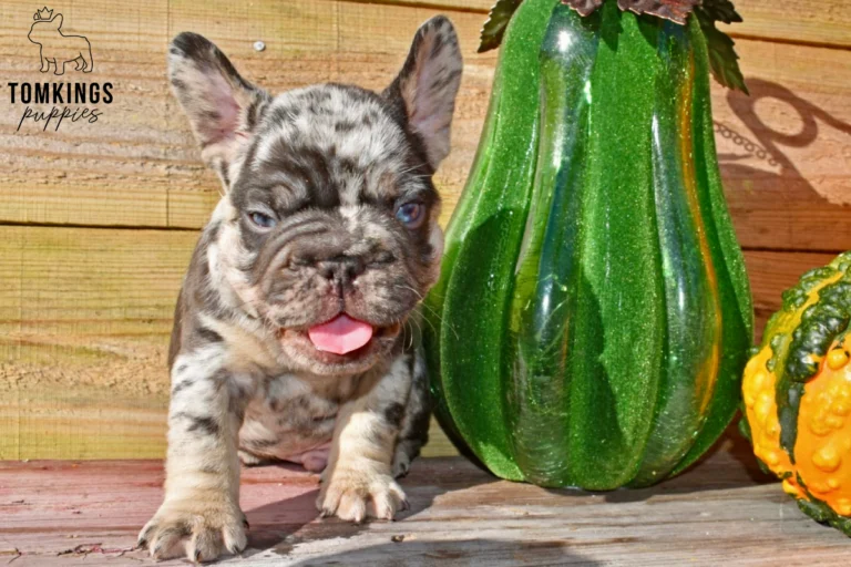 A choco merle and tan French Bulldog puppy, Boo, sits with his tongue out next to glittery green and orange gourds.