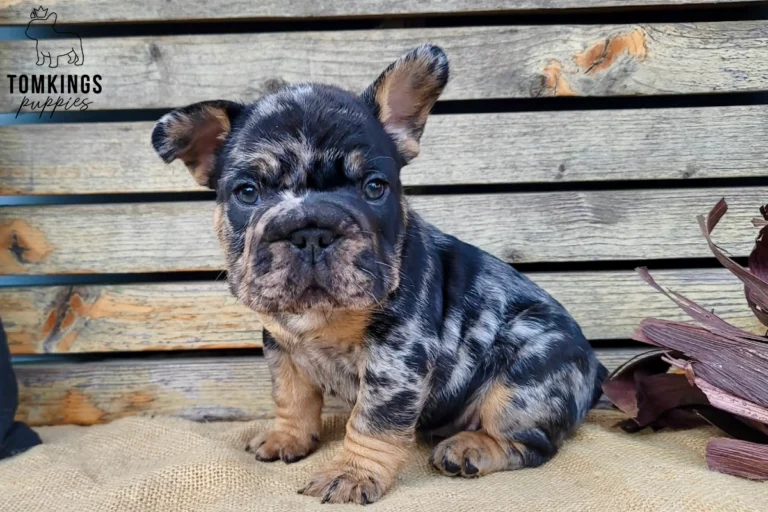 Black merle and tan French Bulldog puppy Potion sitting calmly, facing forward on burlap against a rustic wooden background.