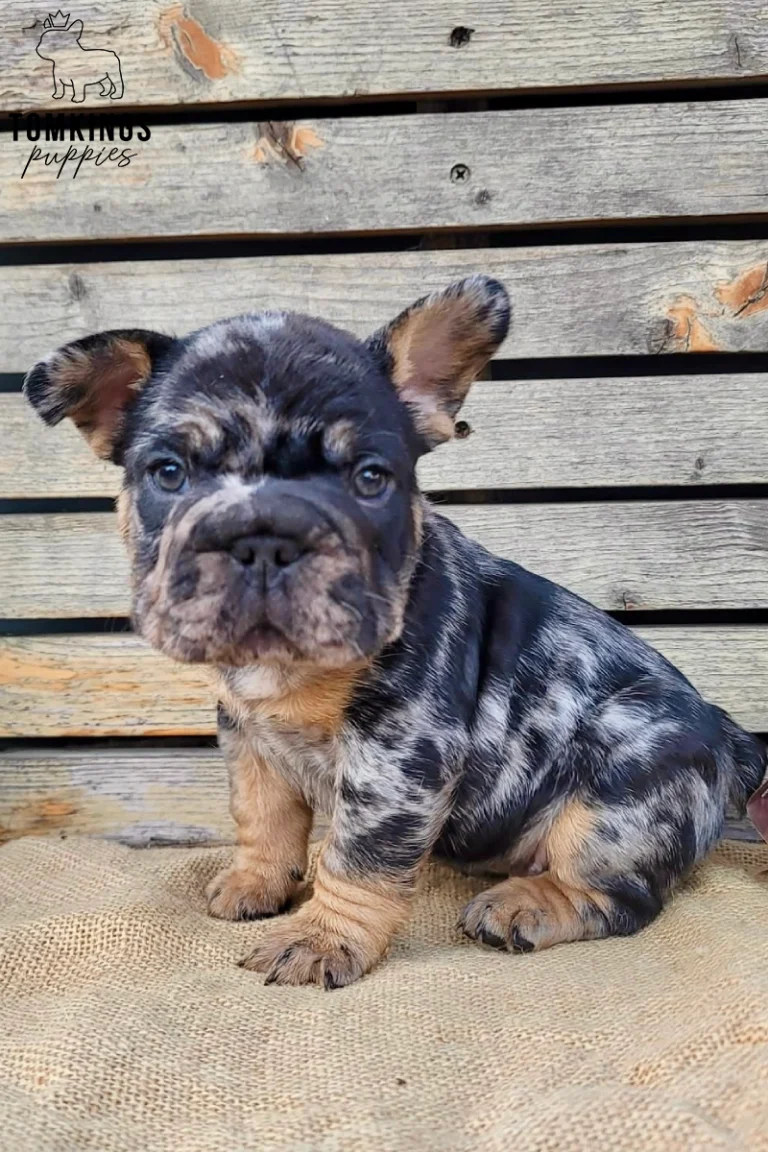 Potion, a black merle and tan French Bulldog puppy, sits on a burlap surface looking alertly at the camera.