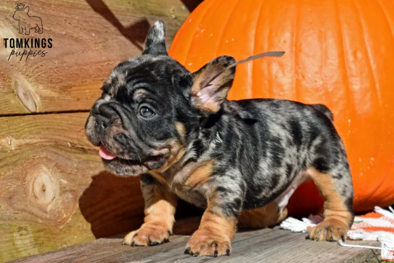 Potion, a black merle and tan French Bulldog puppy, stands on wooden planks with a light blue-gray gaze, a pink tongue showing, and a large orange pumpkin in the background.