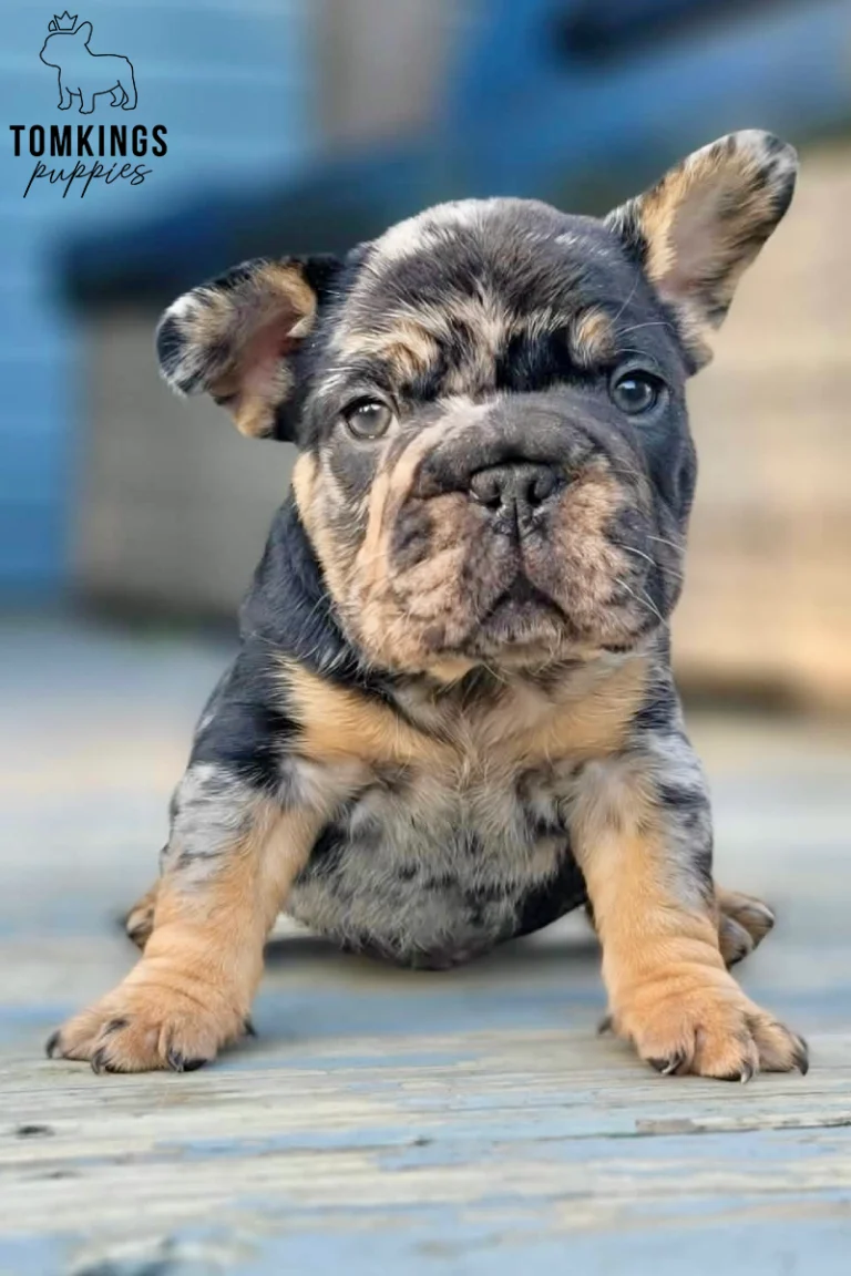 A black merle and tan French Bulldog puppy named Potion sits facing forward on wooden planks, looking curiously at the camera.