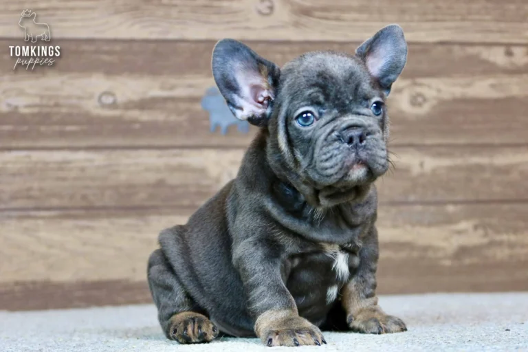 Raymond, a blue and tan French Bulldog boy, sitting indoors and looking slightly upward against a rustic wooden backdrop.