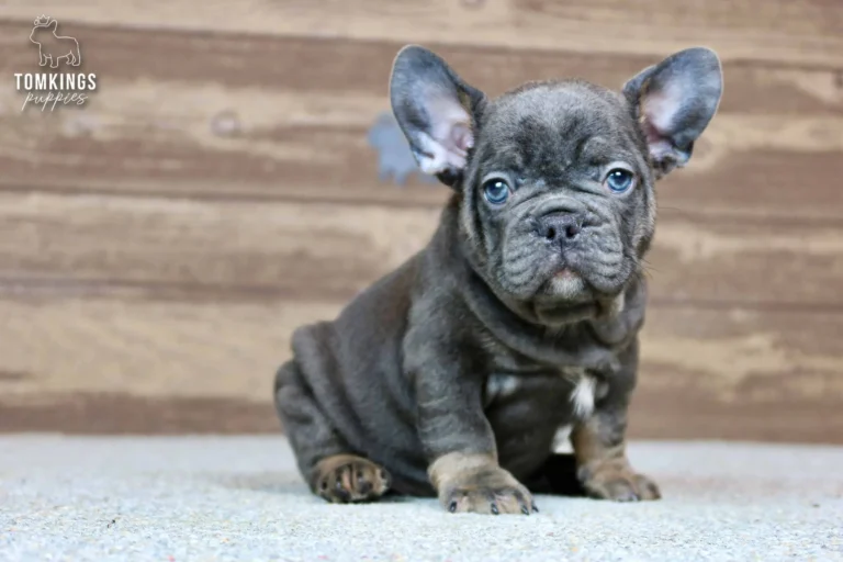 Raymond, a blue and tan French Bulldog puppy, sitting and looking directly at the camera indoors.