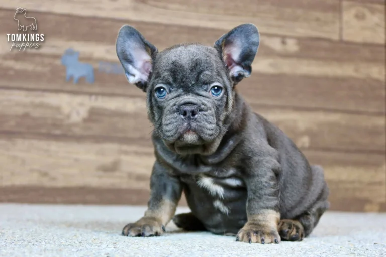 Raymond, a blue and tan French Bulldog boy, sitting facing the camera with his ears upright.