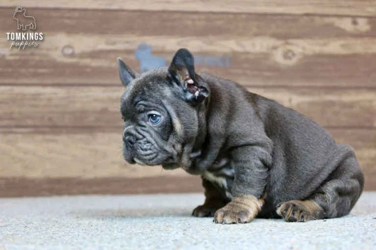 Raymond, a blue and tan French Bulldog boy, sitting in side profile indoors against a rustic wooden backdrop.