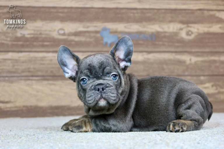 Raymond, a blue and tan French Bulldog puppy, lying on a light carpet and looking toward the camera.