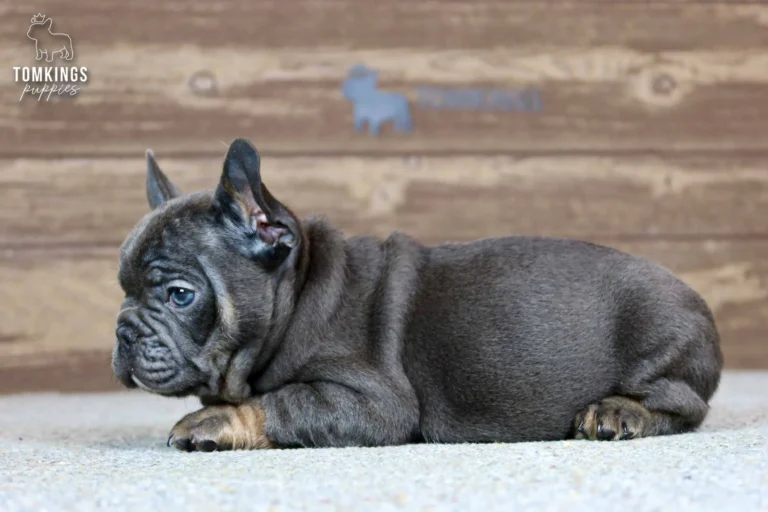 Raymond, a blue and tan French Bulldog boy, lying in side profile on a carpet indoors.