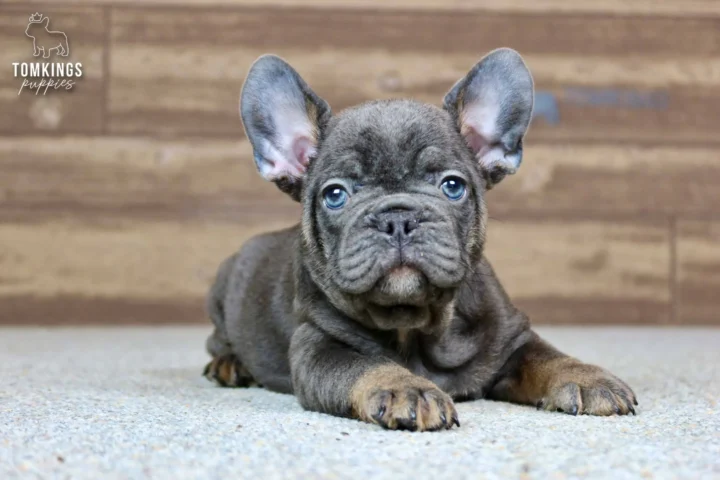 Raymond, a blue and tan French Bulldog puppy, lying with his front paws forward and looking directly at the camera.
