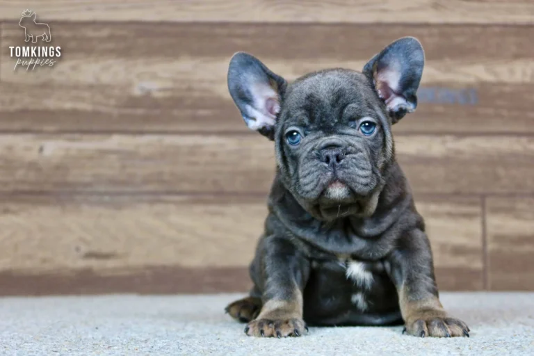 Raymond, a blue and tan French Bulldog puppy, sitting upright and looking into the camera against a wooden background.