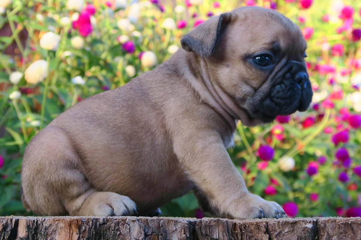 A red fawn French Bulldog puppy sitting on a tree stump surrounded by colorful flowers.