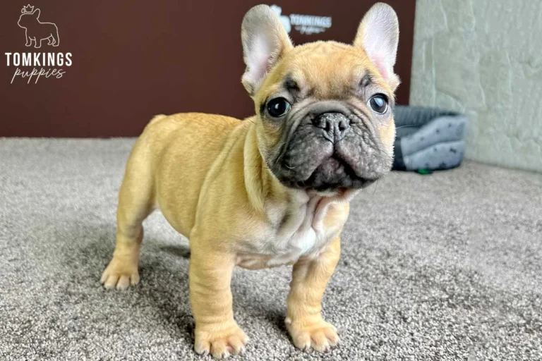 A red fawn French Bulldog puppy standing indoors on a gray carpet