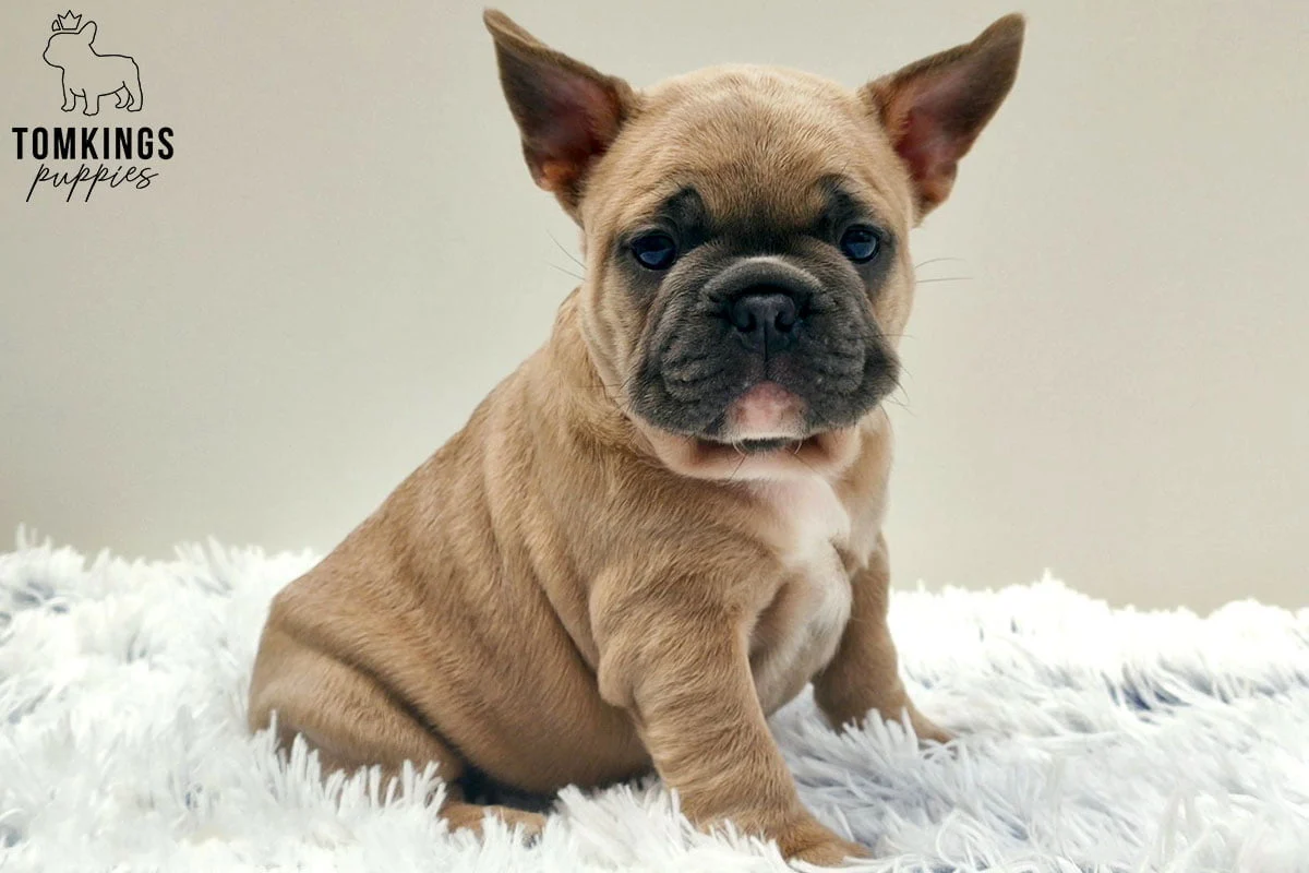 Fawn French Bulldog puppy sitting on a white furry blanket