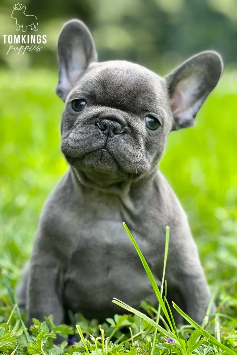Blue French Bulldog puppy sitting in green grass outdoors.