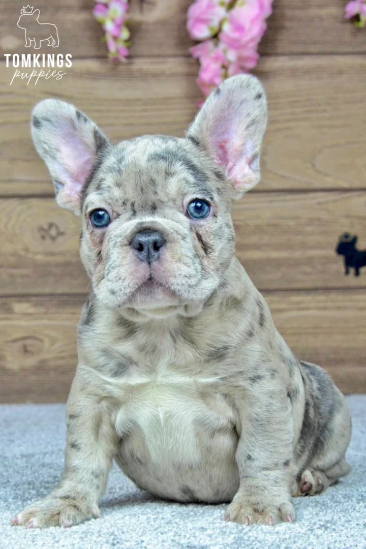 Sofia, a blue merle French Bulldog puppy with bright blue eyes, sitting on a gray carpet against a wooden floral backdrop.