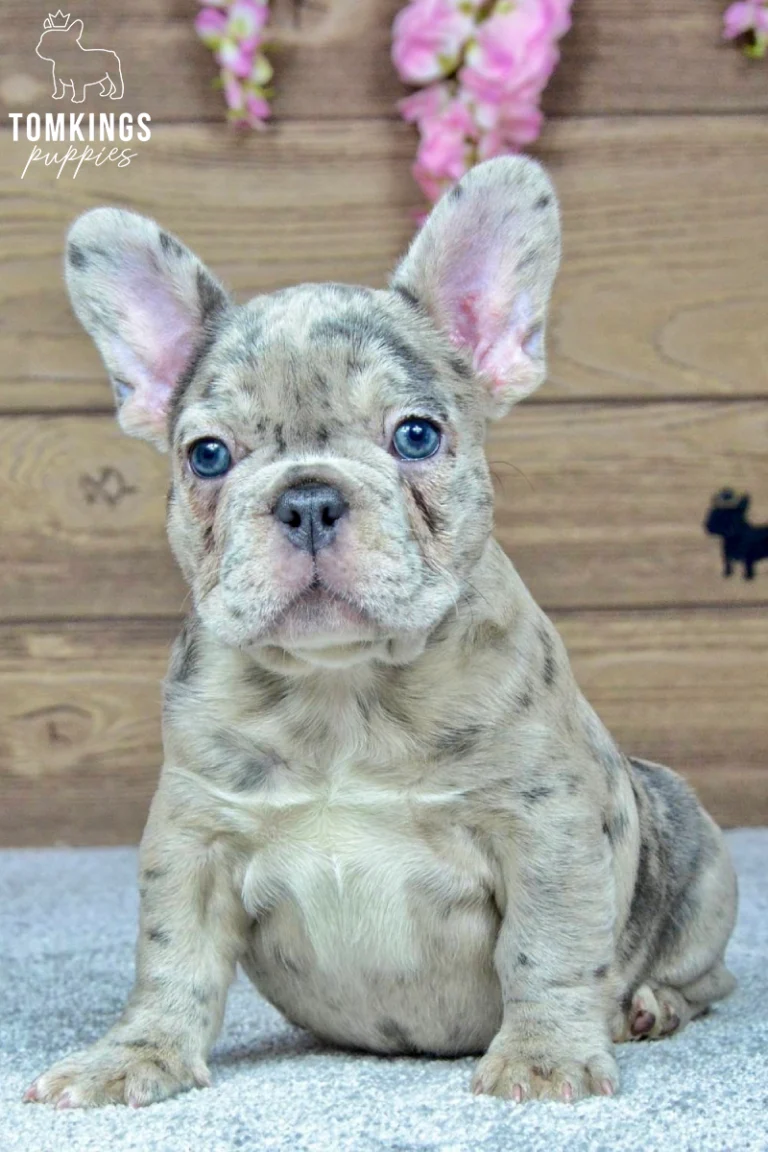 Sofia, a blue merle French Bulldog puppy with bright blue eyes, sitting on a gray carpet against a wooden floral backdrop.