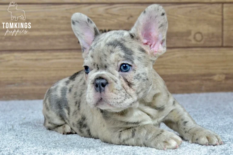A blue merle French Bulldog puppy named Sofia lies on a grey carpet, looking alert with her bright blue eyes against a wooden background.