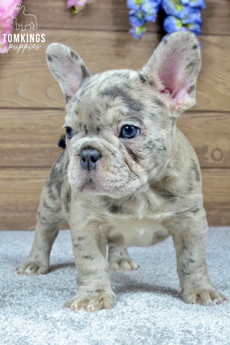 Blue merle French Bulldog puppy Sofia standing with blue eyes, upright ears, and a light gray marbled coat.