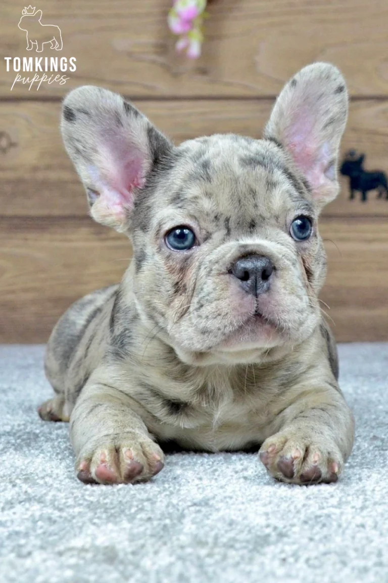 Sofia, a blue merle French Bulldog puppy lying on a gray carpet with blue eyes and large upright ears.