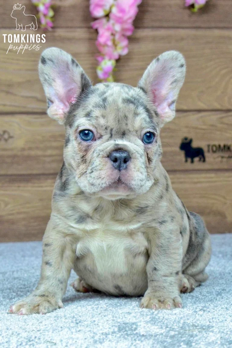 Front-facing blue merle French Bulldog puppy Sofia sitting with blue eyes and a silver-gray marbled coat.