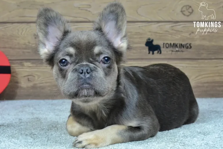 Solina, a blue and tan French Bulldog girl, lying indoors on a soft carpet with her front paws crossed.