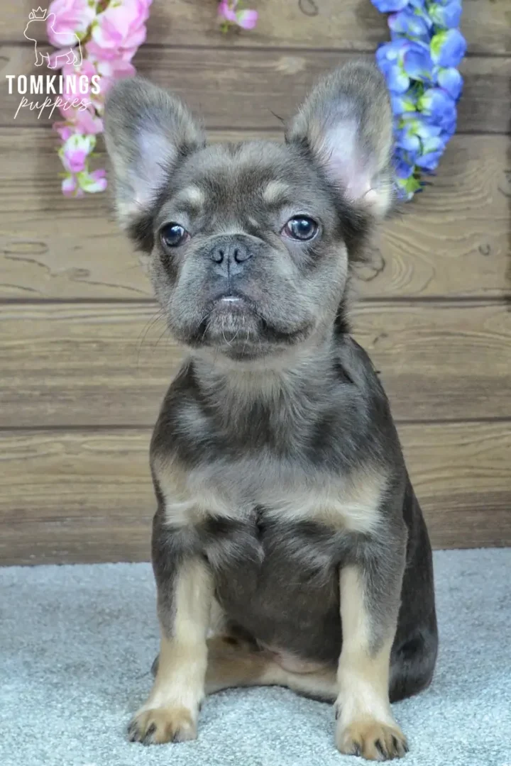 Solina, a blue and tan French Bulldog girl, sitting indoors with large upright ears and a blue-gray coat.