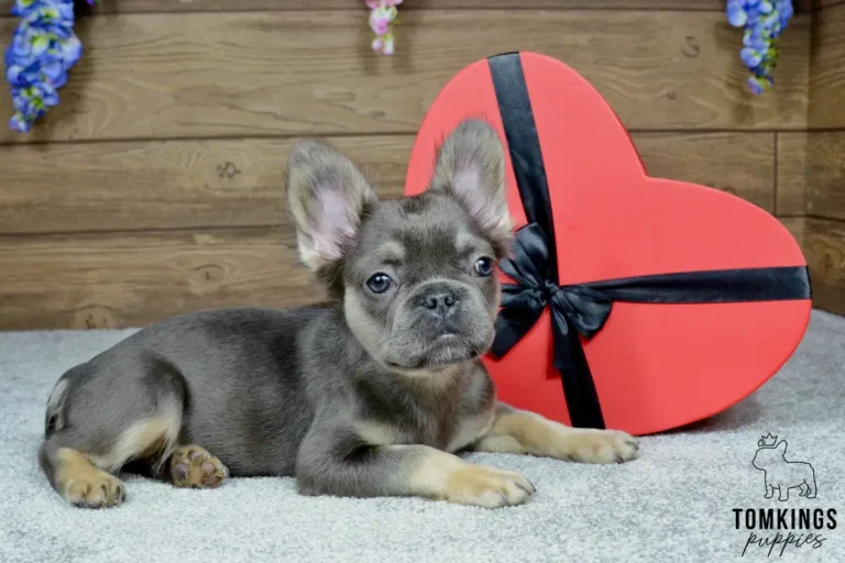 Solina, a blue merle French Bulldog puppy, beside a heart-shaped gift box