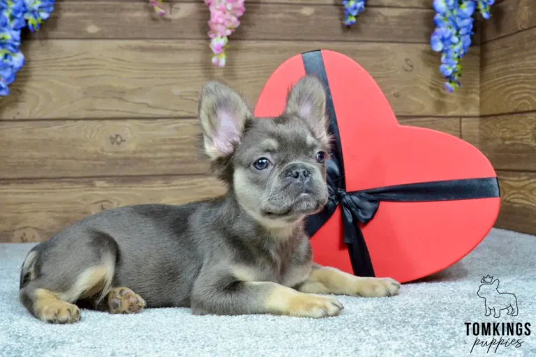 Solina