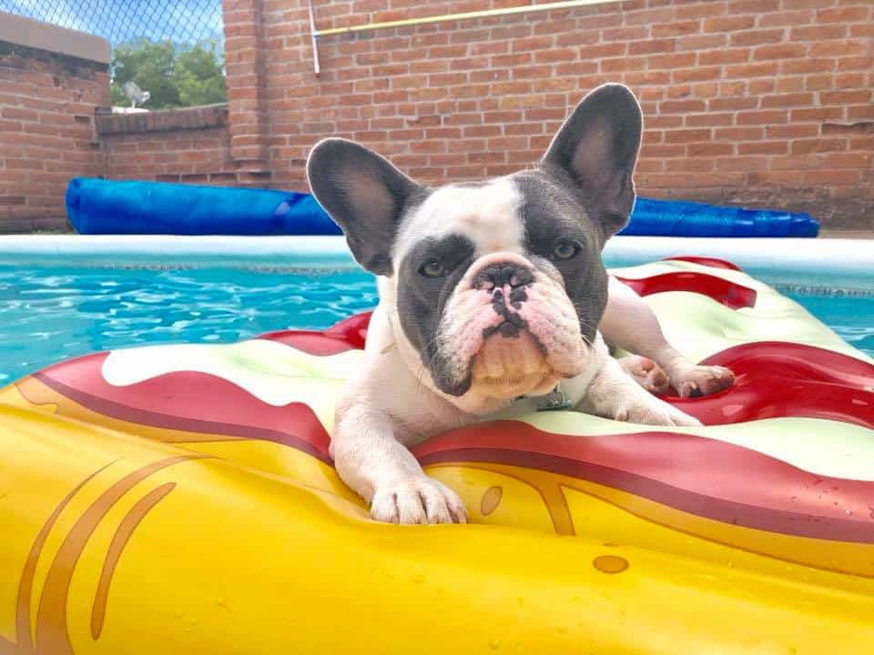 Five misbeliefs about French Bulldogs - TomKings Blog