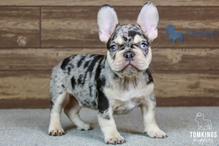 Full-body portrait of Sullivan, a black merle and tan French Bulldog puppy with blue eyes, black and gray marbled fur, tan markings, and upright ears, standing on a carpet.