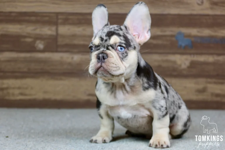 Sullivan, a black merle and tan French Bulldog puppy with vivid blue eyes, cream chest, tan paws, and large bat ears, sitting in a three-quarter view.