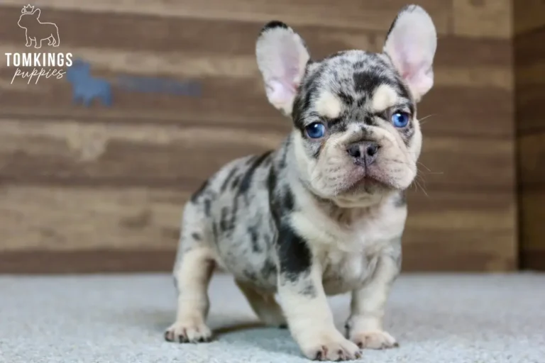 Blue and tan merle French Bulldog puppy Sullivan standing and facing the camera with blue eyes.