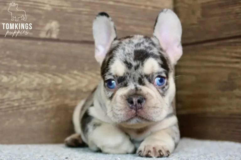 Blue and tan merle French Bulldog puppy Sullivan lying down and looking directly at the camera.