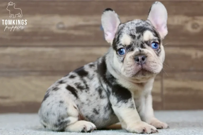 Blue and tan merle French Bulldog puppy Sullivan sitting in a three-quarter pose with blue eyes.