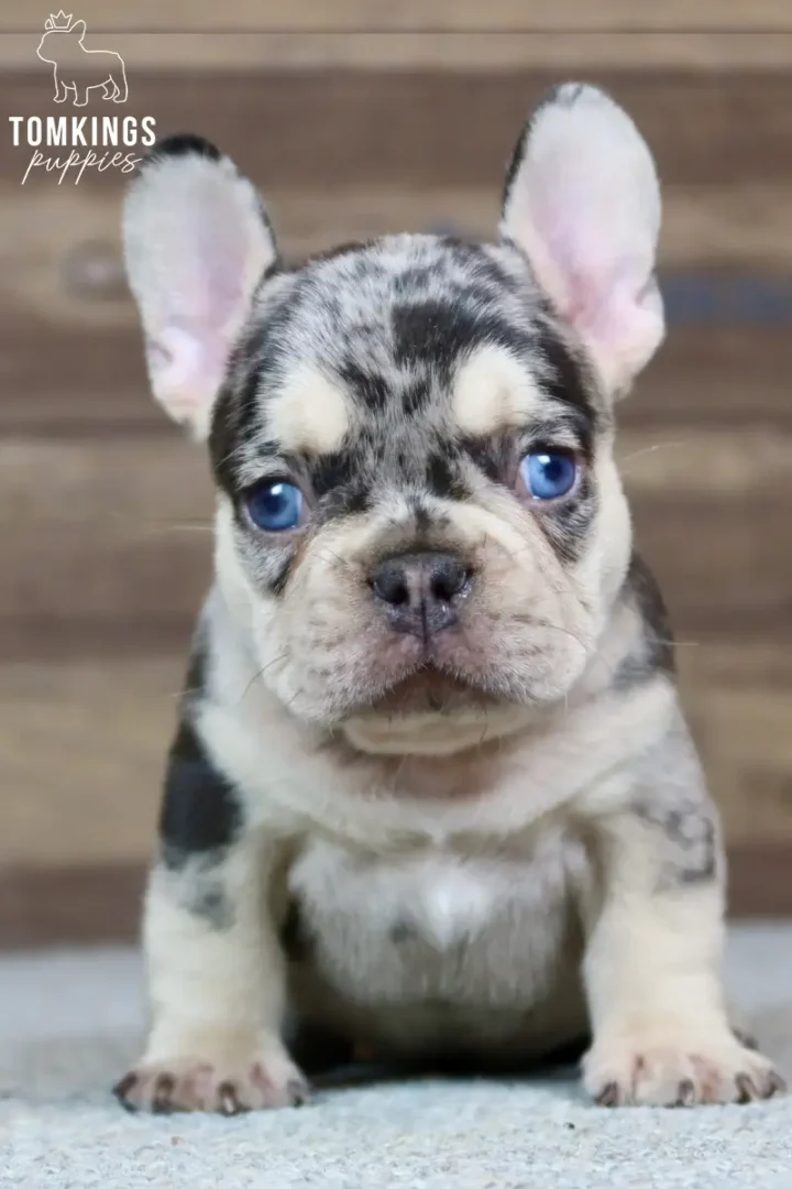 Blue and tan merle French Bulldog puppy Sullivan standing and looking directly at the camera.