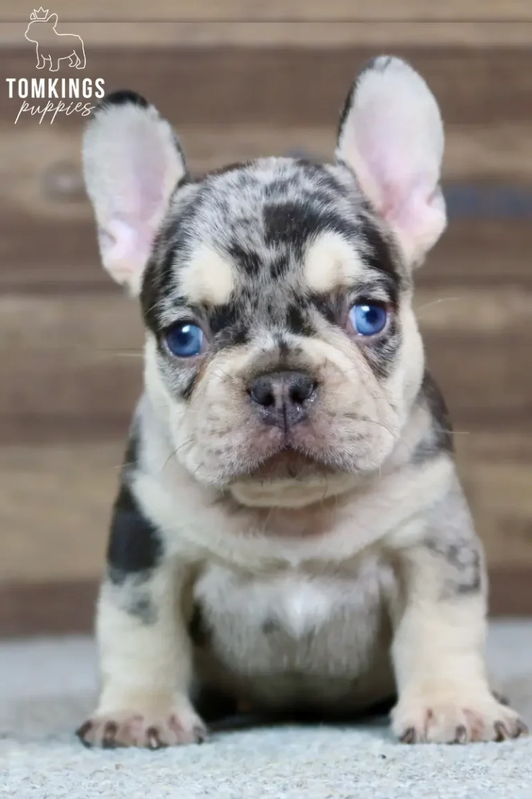 Blue and tan merle French Bulldog puppy Sullivan standing and looking directly at the camera.