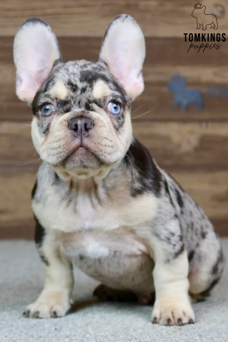 Sullivan, a black merle and tan French Bulldog puppy with bright blue eyes, cream facial markings, and large upright ears, sitting on a gray carpet.