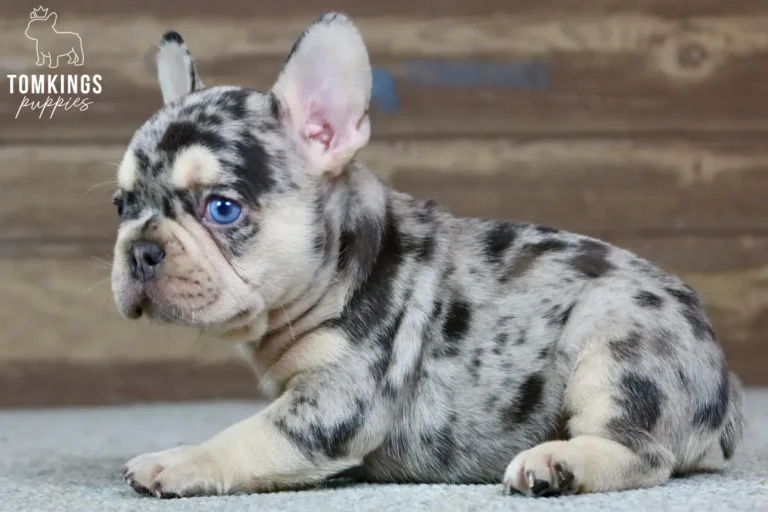 Blue and tan merle French Bulldog puppy Sullivan resting in side profile with bright blue eyes.