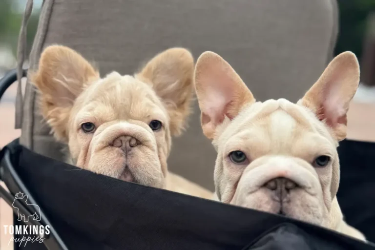 Titan, a platinum big rope French Bulldog boy, and Eden, an isabella fawn fluffy French Bulldog girl, sitting together in a pet stroller.
