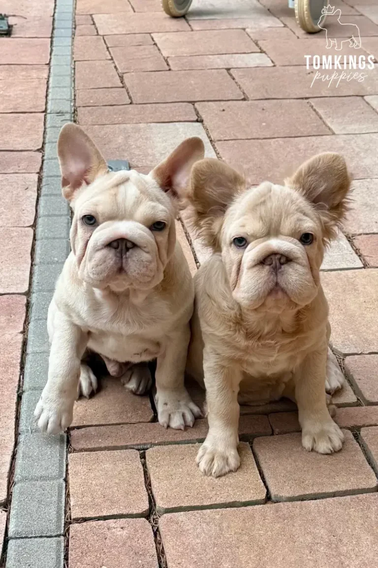 Titan, a platinum big rope French Bulldog boy, and Eden, an isabella fawn fluffy French Bulldog girl, sitting together on a brick patio.