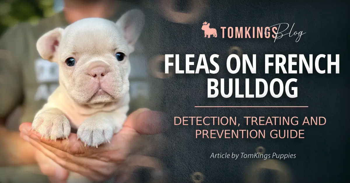 Fleas on French Bulldog blog cover