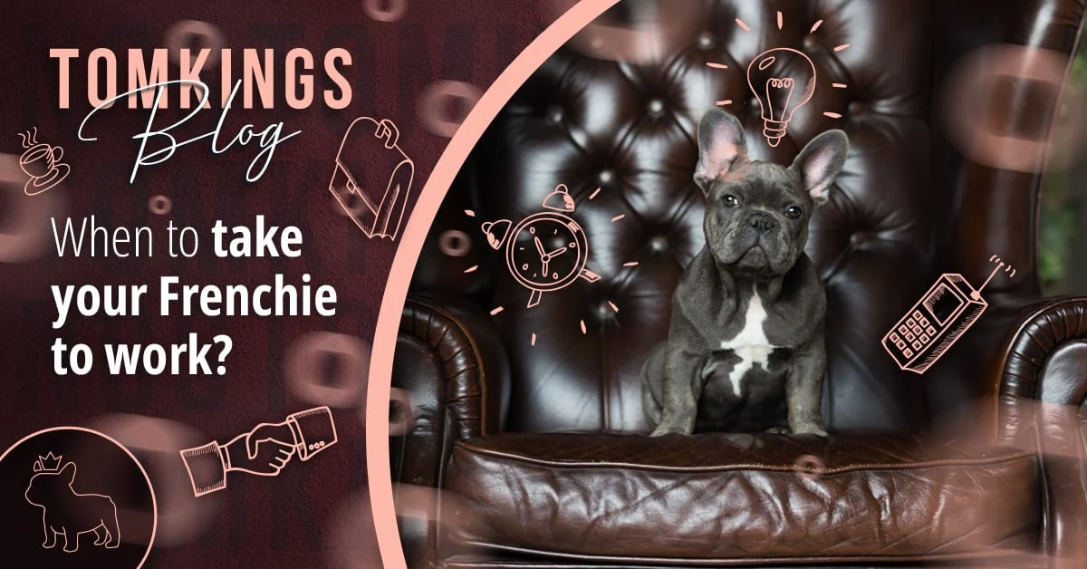 TomKings blog banner When to take your Frenchie to work, with a puppy sitting in an office chair