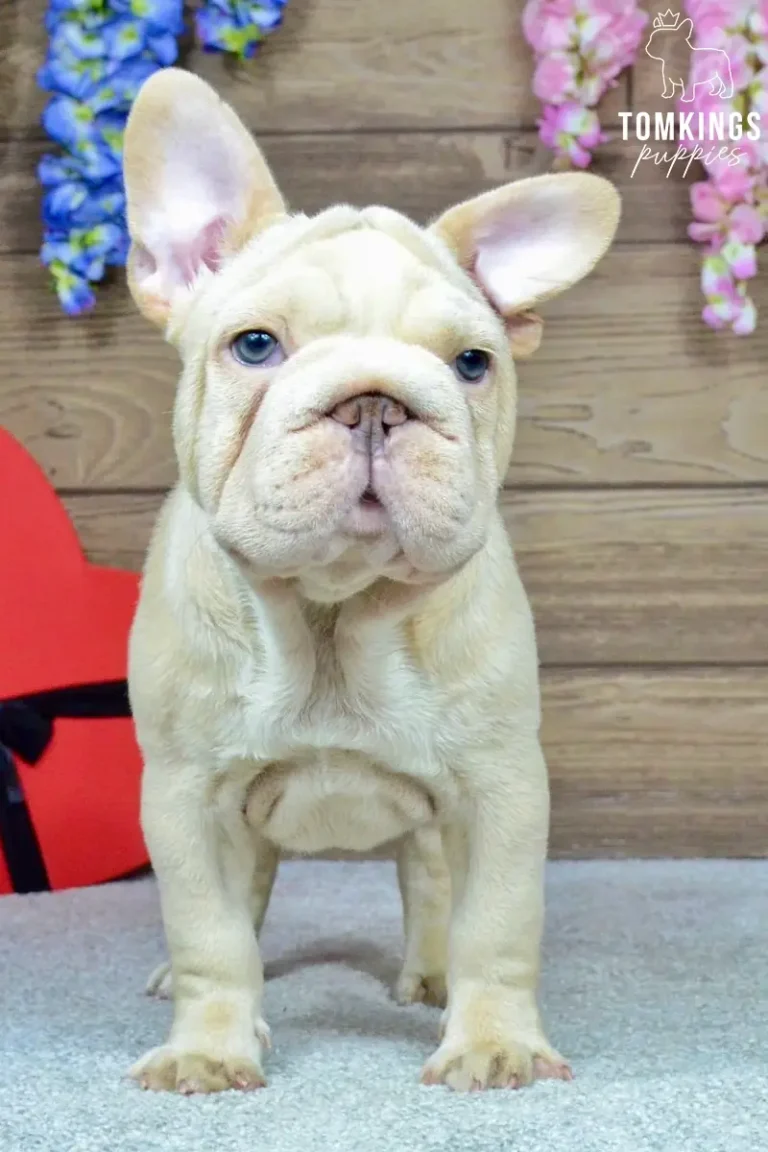 A platinum French Bulldog puppy named Titan stands on a gray carpet, looking forward with bright blue eyes, with a red heart prop in the background.