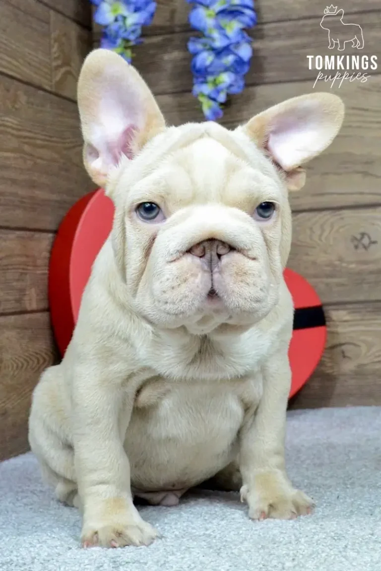 A platinum French Bulldog puppy, Titan, sits calmly on a gray rug, looking forward with bright blue eyes against a wood background.