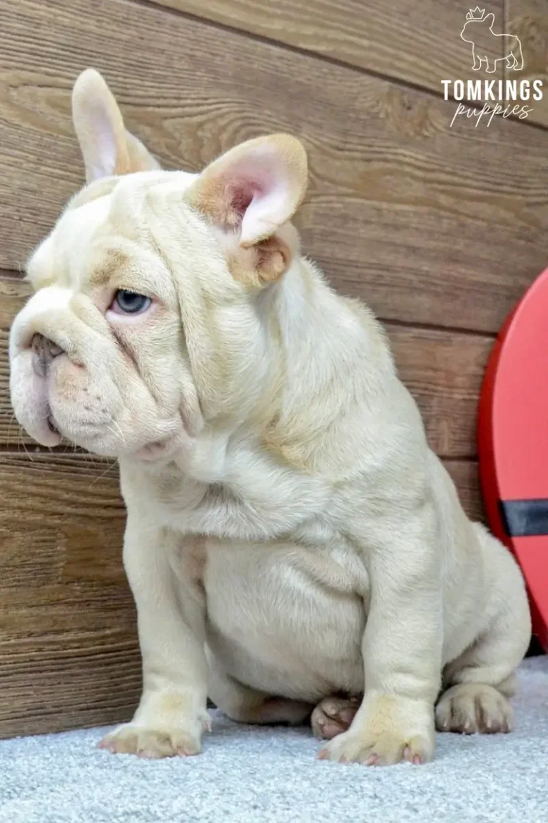 Titan, a platinum French Bulldog puppy, sits calmly on a gray carpet, looking left with his striking blue eyes against a wooden wall.