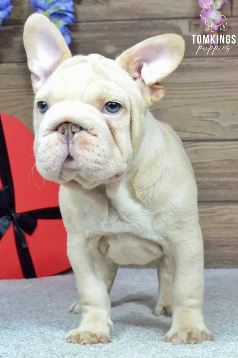 A male platinum French Bulldog puppy named Titan stands on a gray carpet with blue eyes, looking forward. A red heart box is behind him.