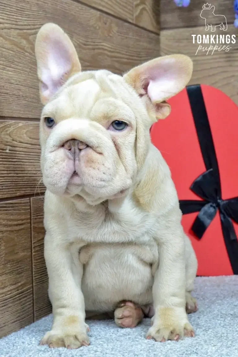 A platinum male French Bulldog puppy, Titan, sits on a grey carpet, looking forward with his blue eyes, next to a red heart gift box.