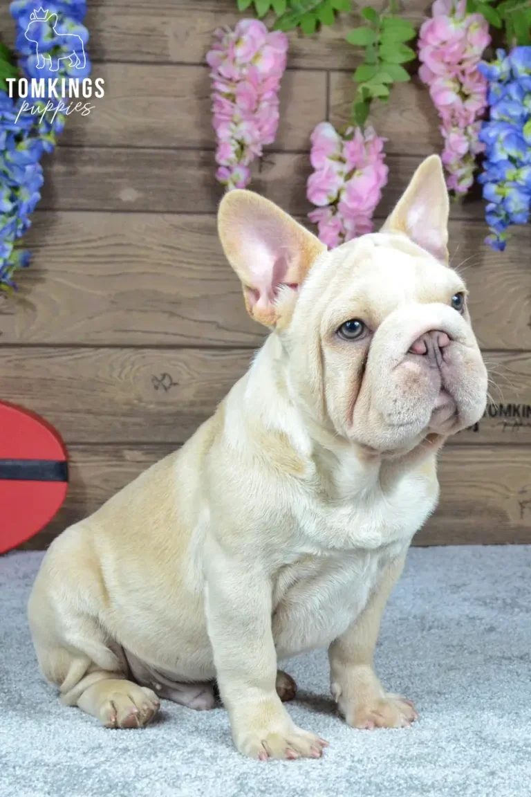 Titan, a cream French Bulldog puppy with light eyes and upright ears, sitting on a blue blanket beneath pink and blue hanging flowers.