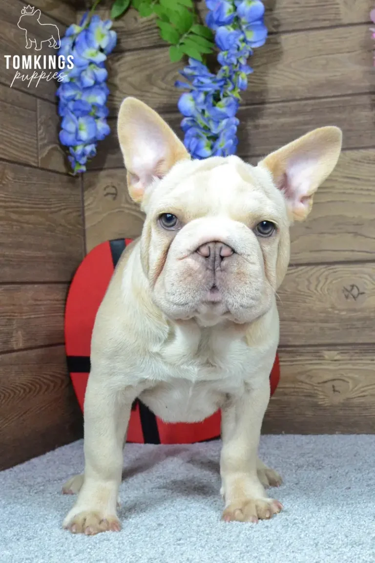 Titan, a cream French Bulldog puppy with large upright ears and light eyes, standing on a soft blue blanket in front of a red heart decoration.