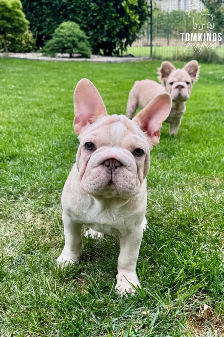 Titan, a platinum big rope French Bulldog boy, standing on green grass outdoors with Eden in the background.