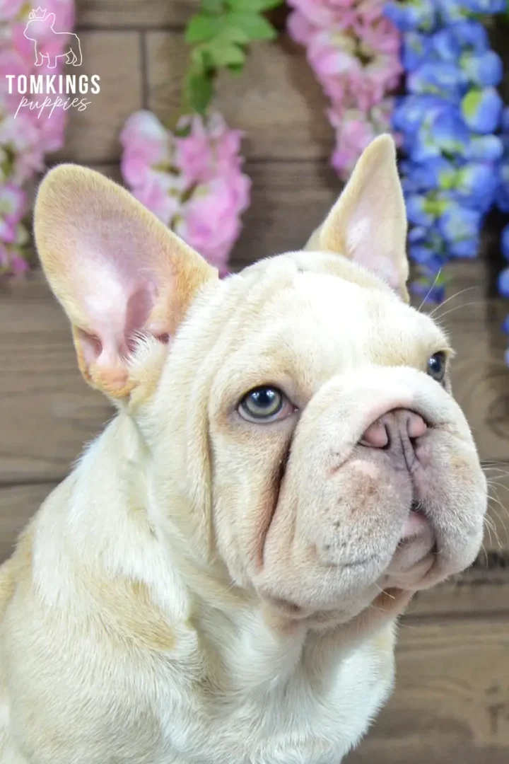 Close-up of Titan, a cream French Bulldog puppy with light eyes, large upright ears, and a short wrinkled muzzle, surrounded by colorful flowers.